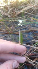 Viola vittata