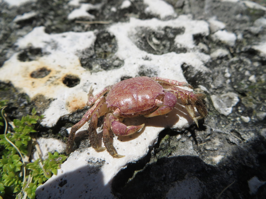 mangrove marsh crab