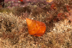 Calliostoma conulus
