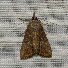 Hypena scabra