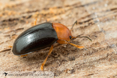 Triplax thoracica