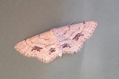 Idaea belemiata