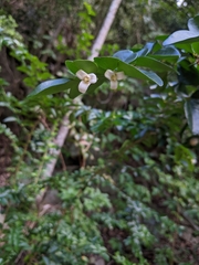 Triphasia trifolia