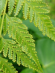 Davallia denticulata