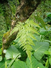 Davallia denticulata