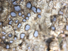 Porpidia albocaerulescens var. albocaerulescens image