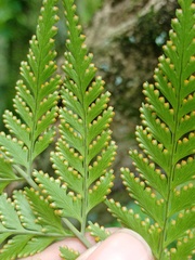 Davallia denticulata