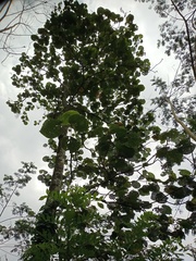Hibiscus macrophyllus