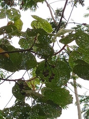 Hibiscus macrophyllus