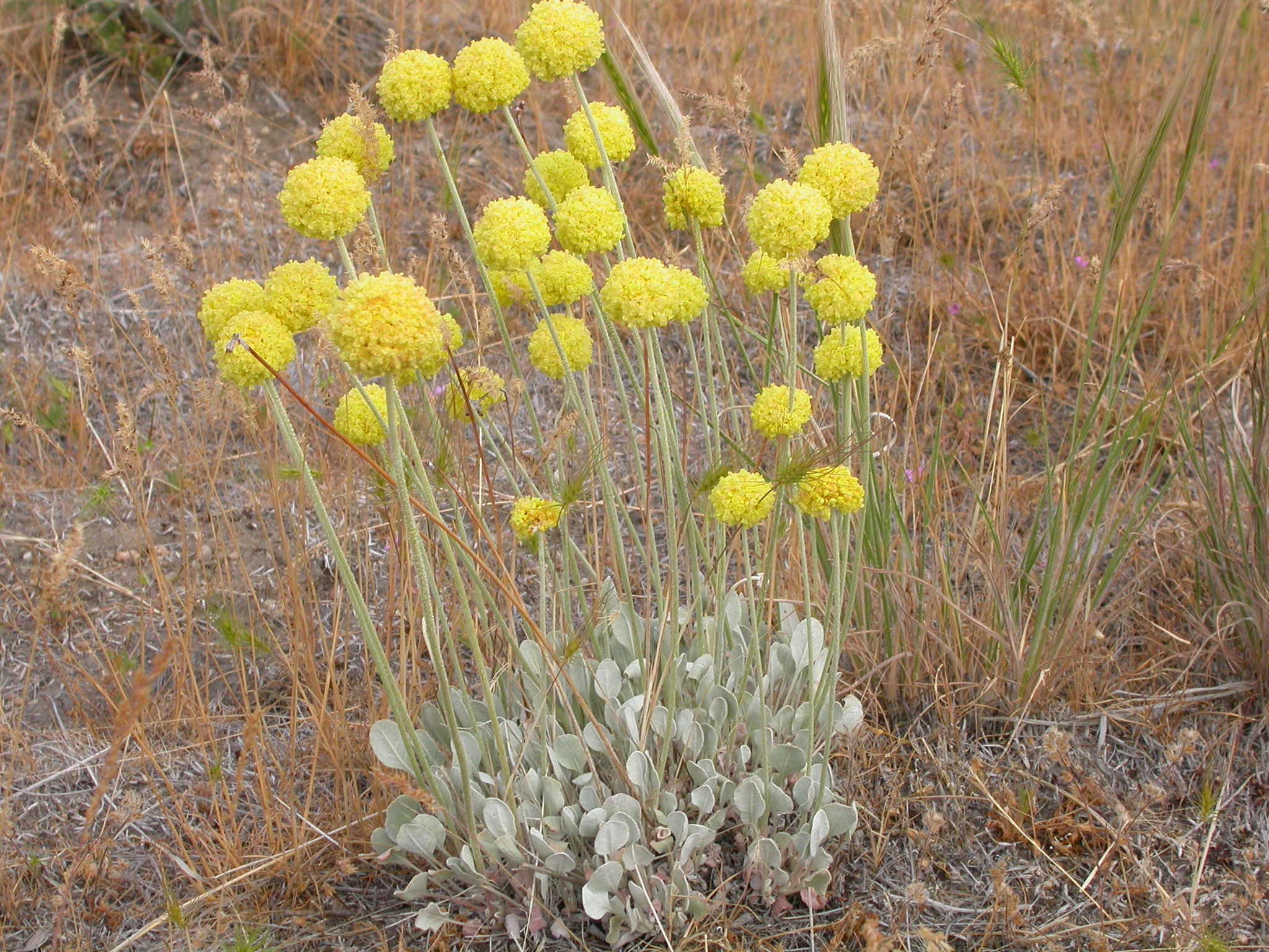 Eriogonum ovalifolium var. ovalifolium