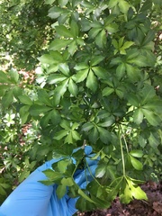 Eleutherococcus sieboldianus