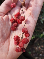 Smilax aspera