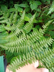 Microlepia speluncae