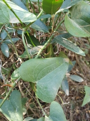 Smilax aspera