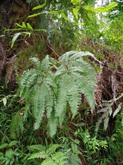 Dicranopteris curranii