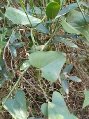 Smilax aspera