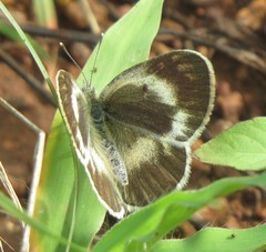 Colotis antevippe gavisa