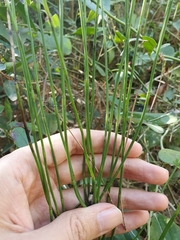 Equisetum ramosissimum image