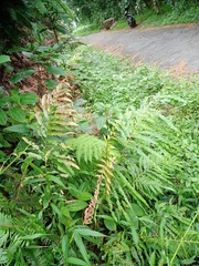 Blechnum orientale