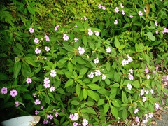 Impatiens platypetala