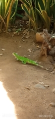 Iguana iguana