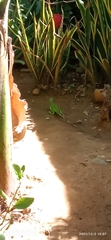 Iguana iguana