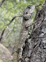 Acanthocercus branchi