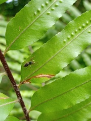 Cosmophasis gemmans