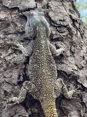 Acanthocercus branchi