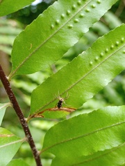 Cosmophasis gemmans