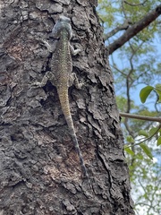 Acanthocercus branchi