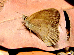 Yphthimoides celmis