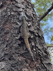 Acanthocercus branchi