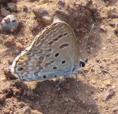 Euchrysops subpallida