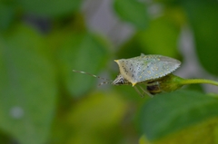 Arvelius albopunctatus
