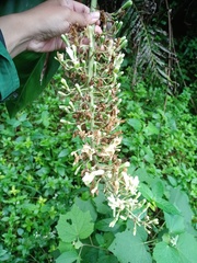 Alpinia galanga