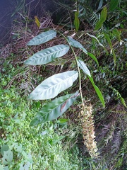 Alpinia galanga