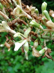 Alpinia galanga