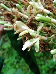 Alpinia galanga
