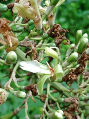 Alpinia galanga