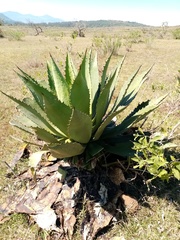 Agave inaequidens