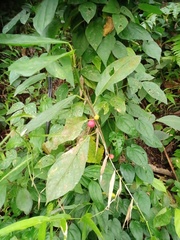 Ficus montana
