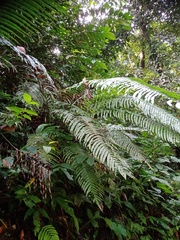Blechnum orientale