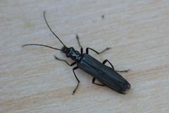 Oedemera tristis