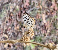 Lepidochrysops kocak