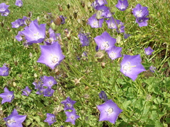 Campanula carpatica