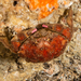 Sponge Crab - Photo (c) josepvilanova, some rights reserved (CC BY-NC), uploaded by josepvilanova