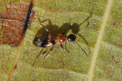 Anthelephila pedestris