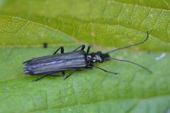 Oedemera tristis