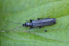 Oedemera tristis
